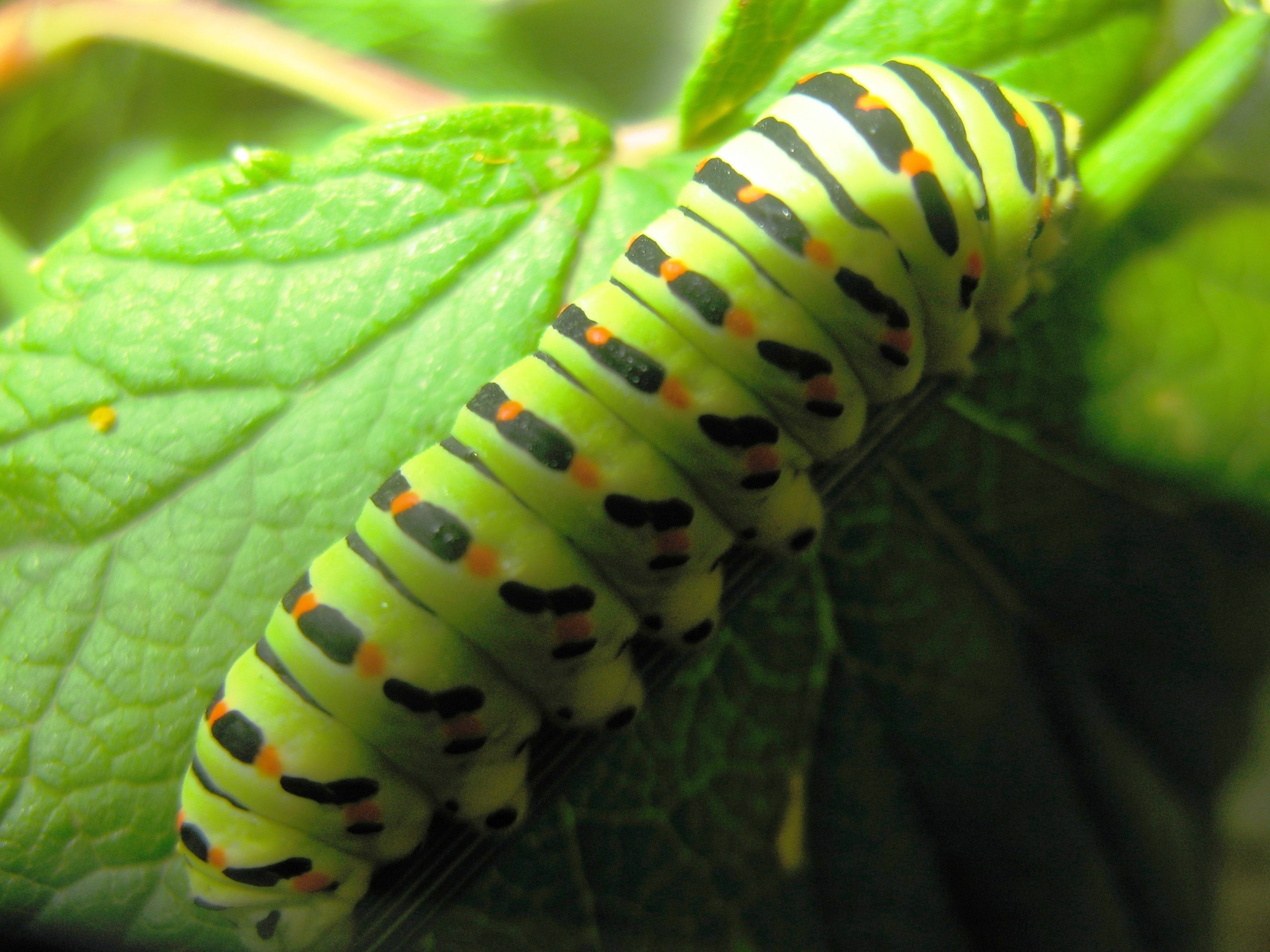 Гусеницы лонг. Вирджиния Грин гусеница. Гусеница жгучка. Green Caterpillar гусеница. Гусеница бабочки жгучка.