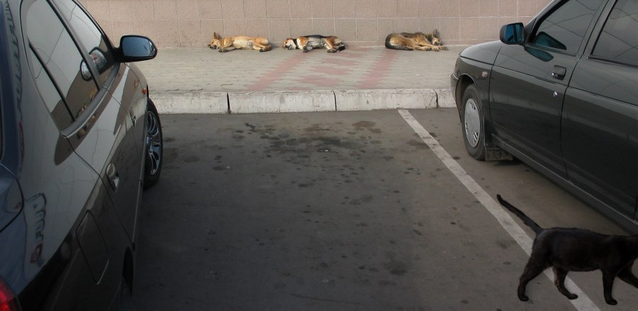 Собака на ветру в машине