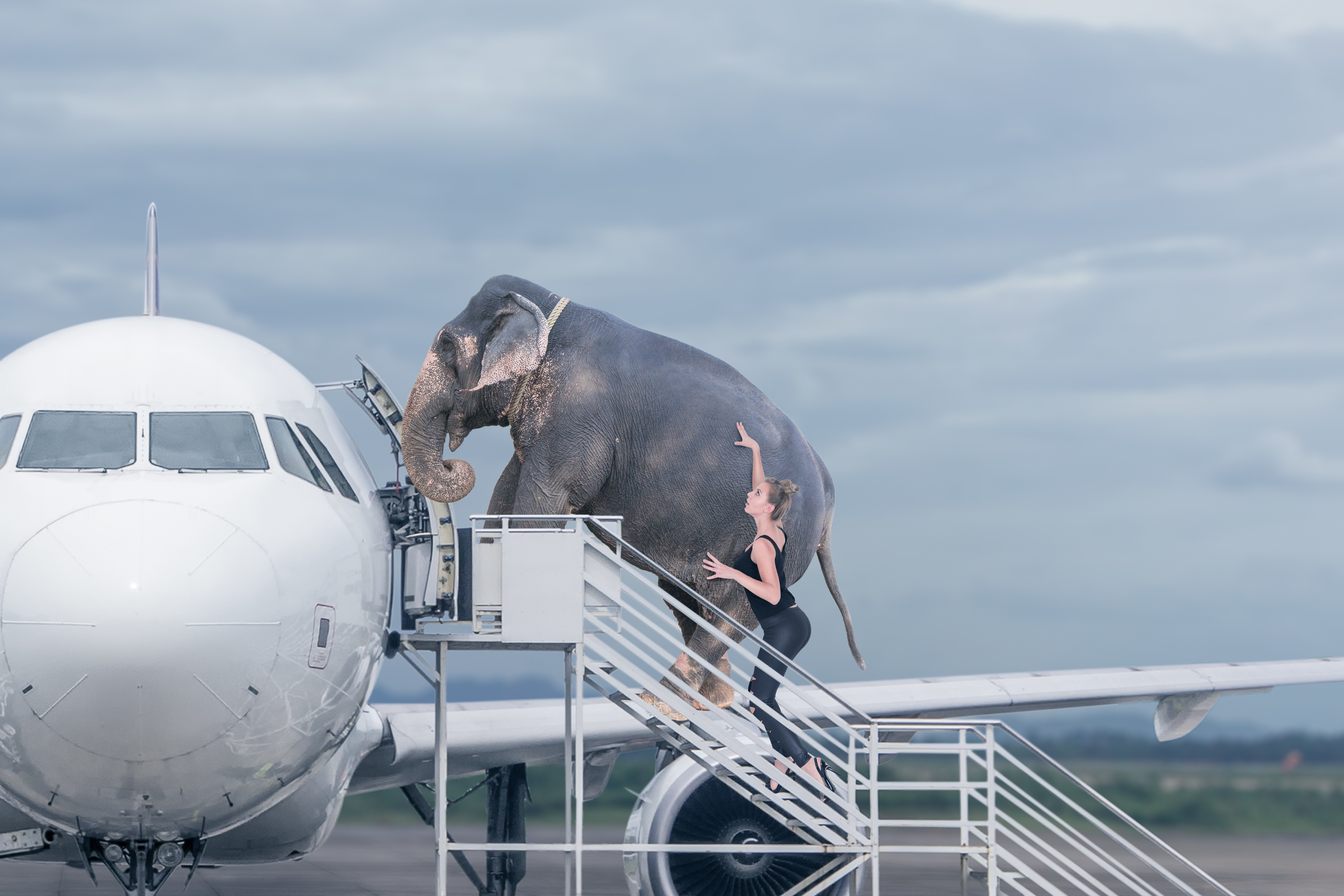 Как путешествовать с коровой. Самолет слон. Слоник на самолете. Животные в самолете. Слоны в авиации.