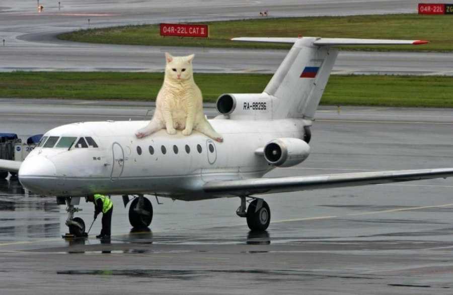 Котик в самолете