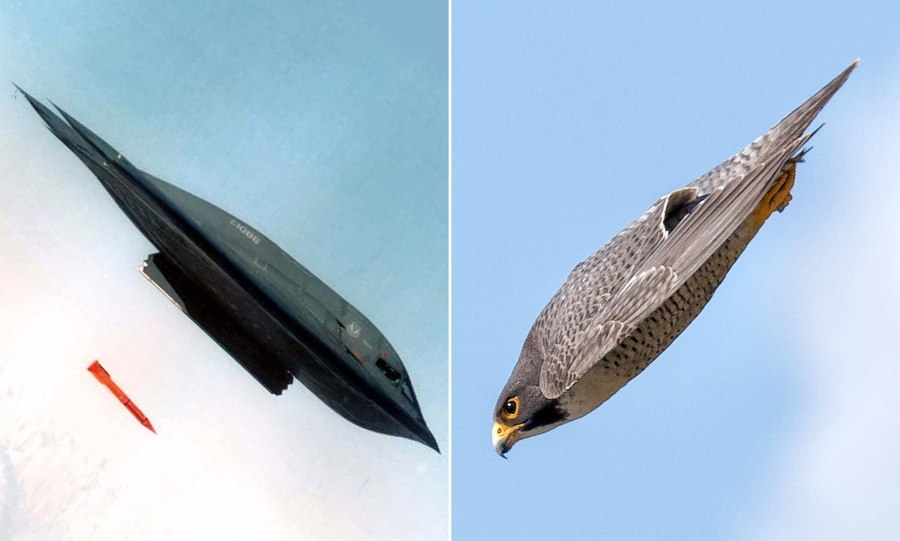 B2 Spirit и Сокол