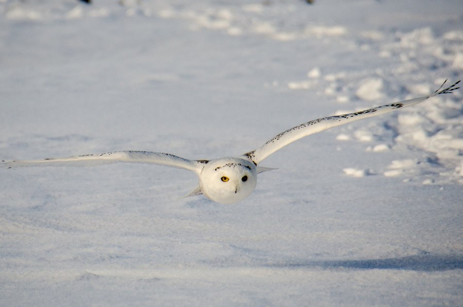 БПЛА Bistu snowy Owl i