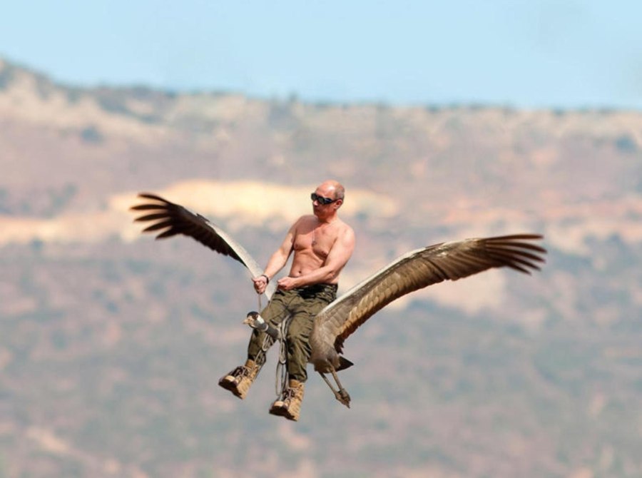 Красивый полет птицы
