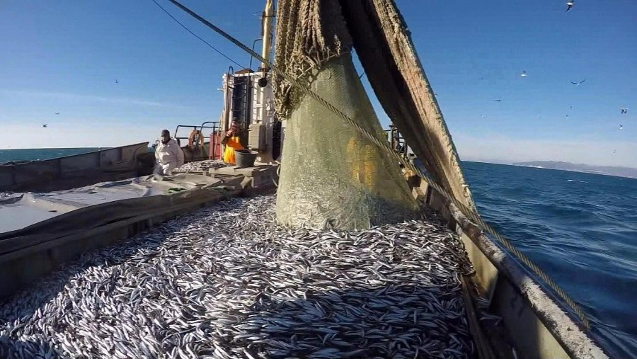 Лов кильки в Каспийском море