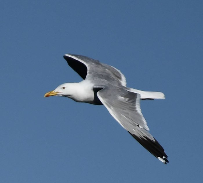 Larus cachinnans