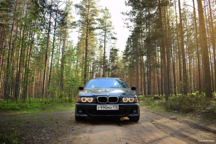 BMW x6 в лесу