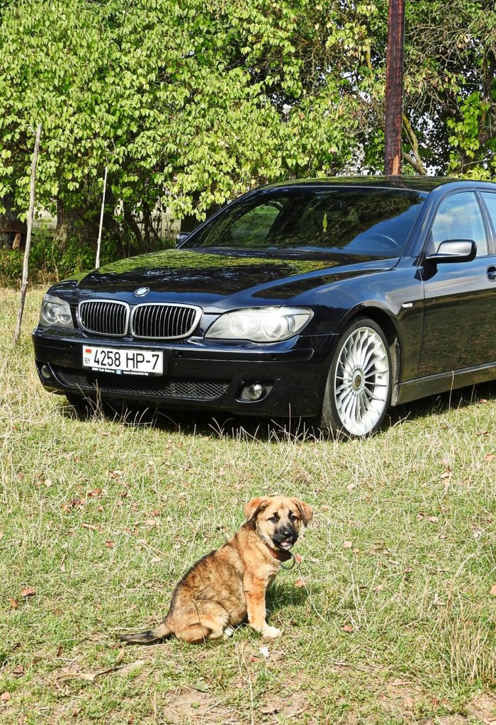 BMW вы диреане