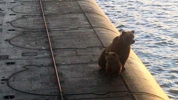Коты на подводной лодке
