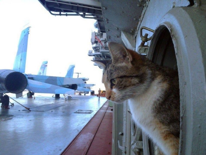 Коты на подводной лодке