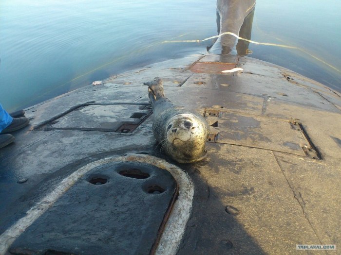 Кот подводная лодка