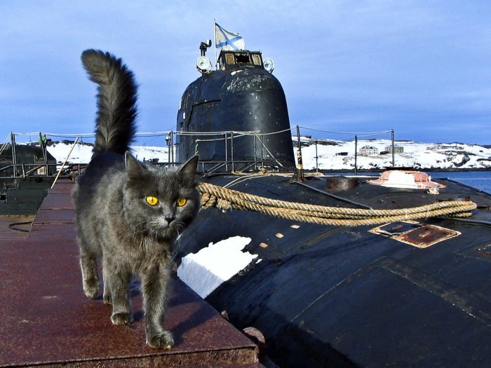 Коты на корабле