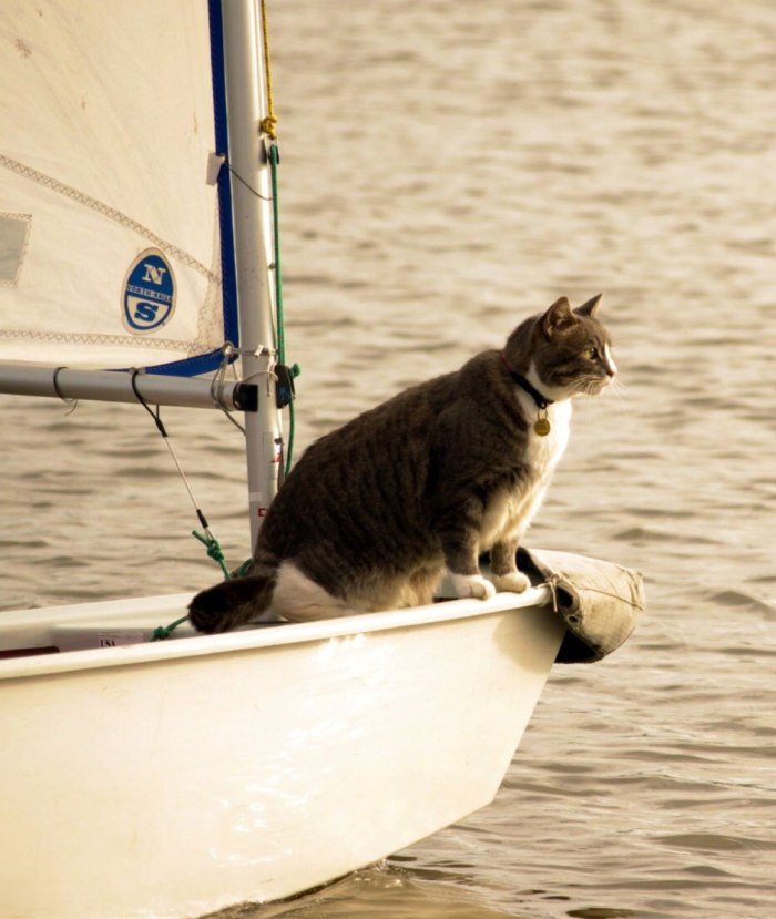 Котенок на корабле