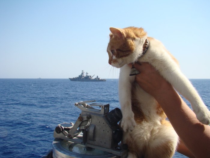 Котенок на корабле