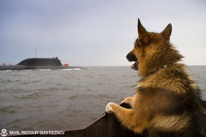Собака моряк