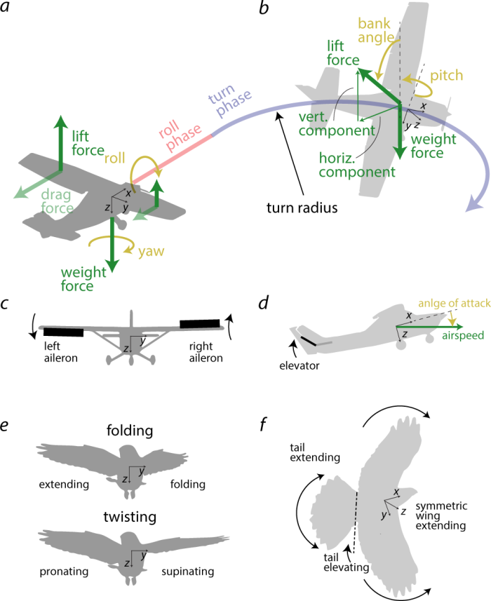 Morphing Wing