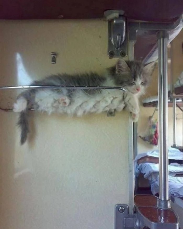 Кот в плацкарте