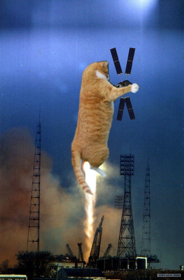 Кошка в космосе