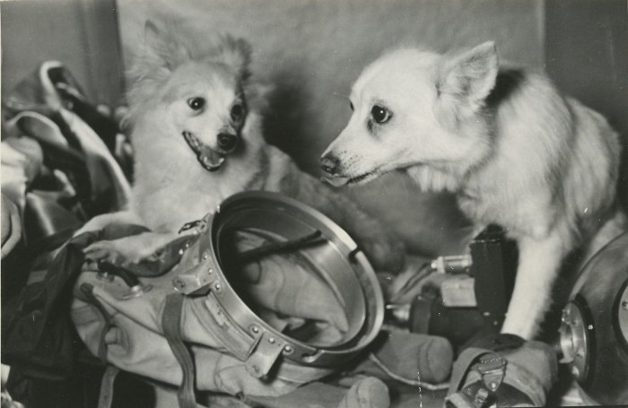 Белка и стрелка полёт в космос 1958