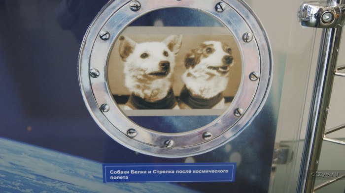 Спутник 5 белка и стрелка