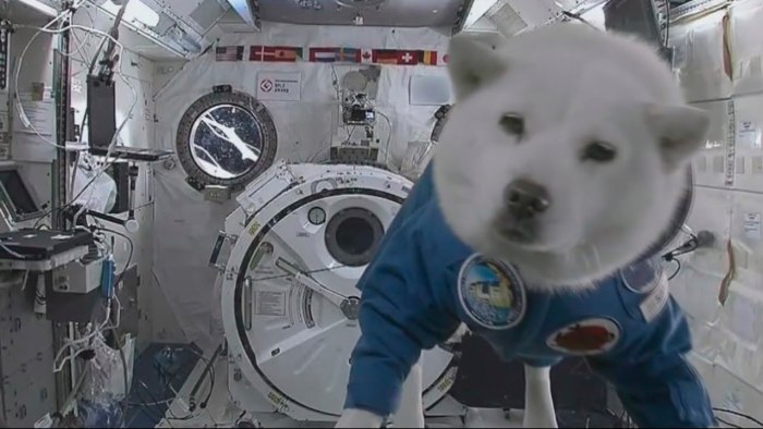 Собаки космонавты