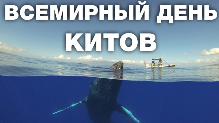 Синий кит National Geographic