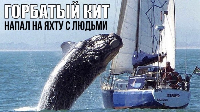 Кит прыгает из воды