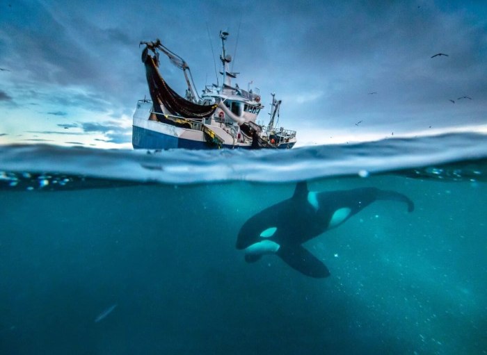 Голубая Планета the Blue Planet