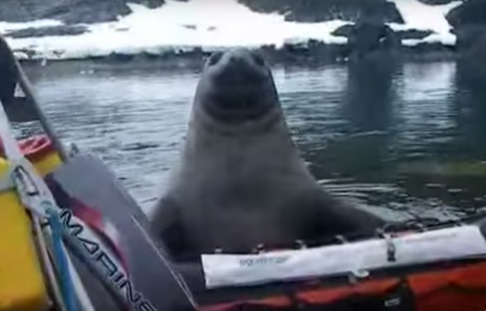 Катер gif