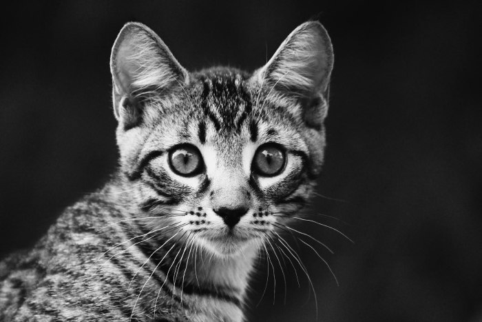 Кошка чб