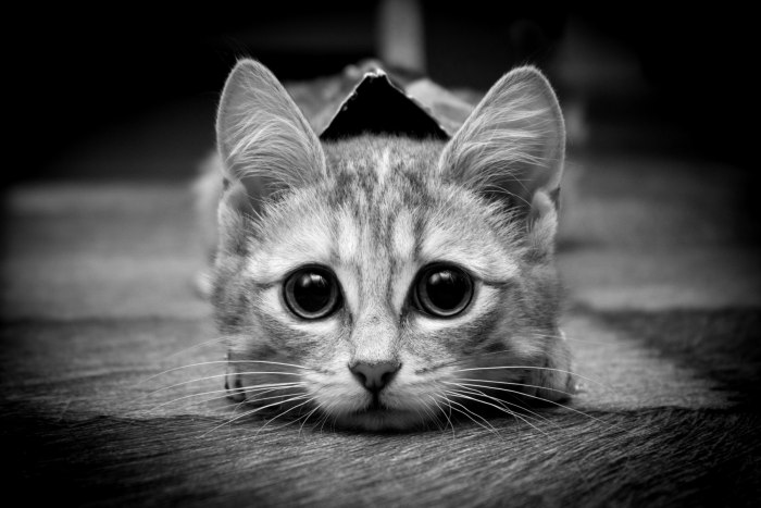 Аватарки кошки