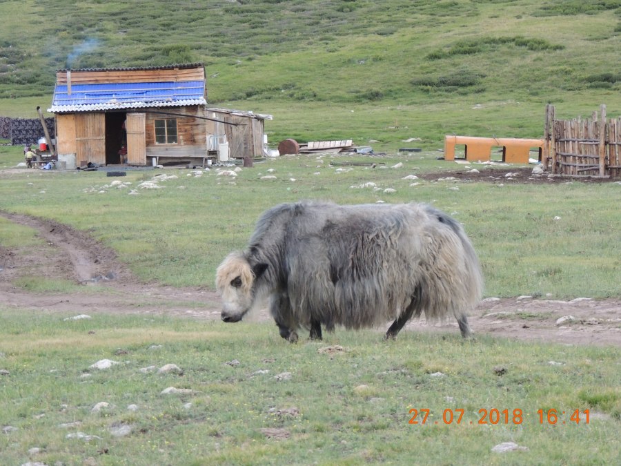 Радио Кош Агач