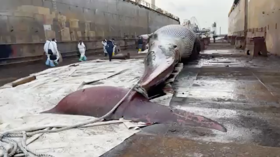 В Японии корабль причалил с китом на носу