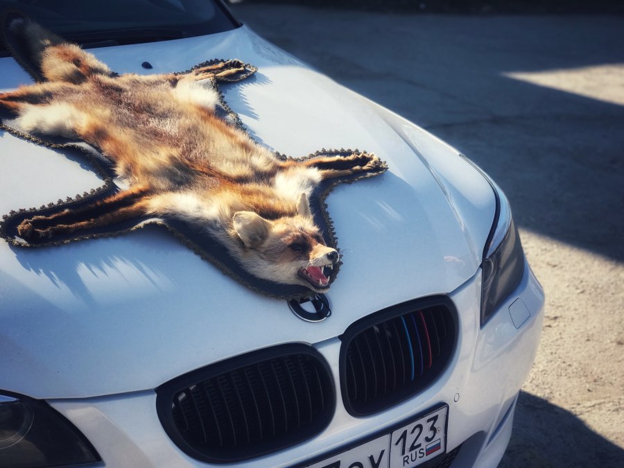 Лисица аэрография на авто