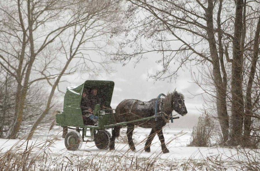 Повозка с лошадью
