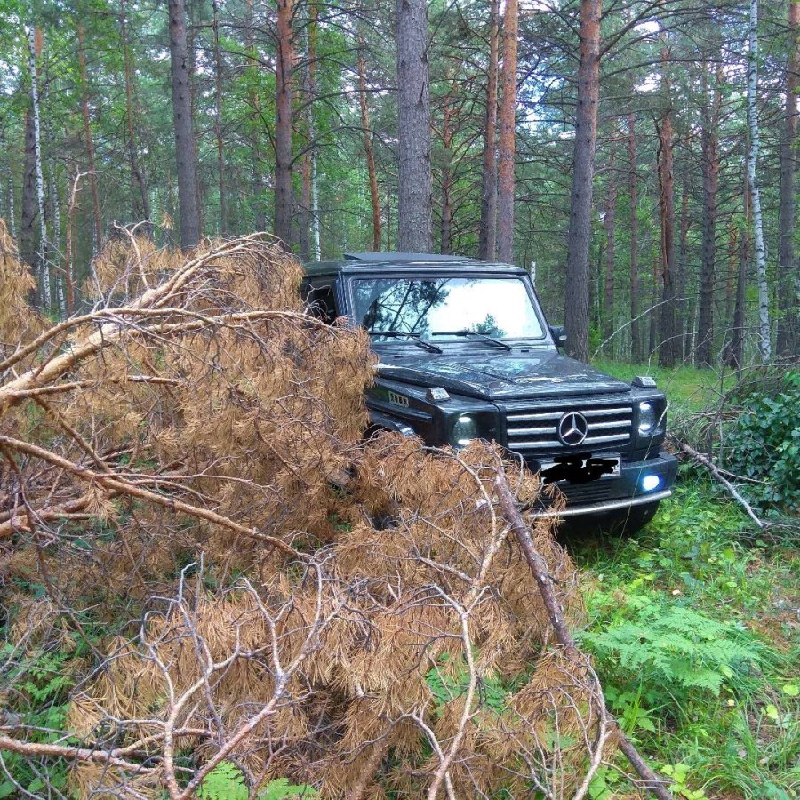 Мерседес Гелендваген в лесу